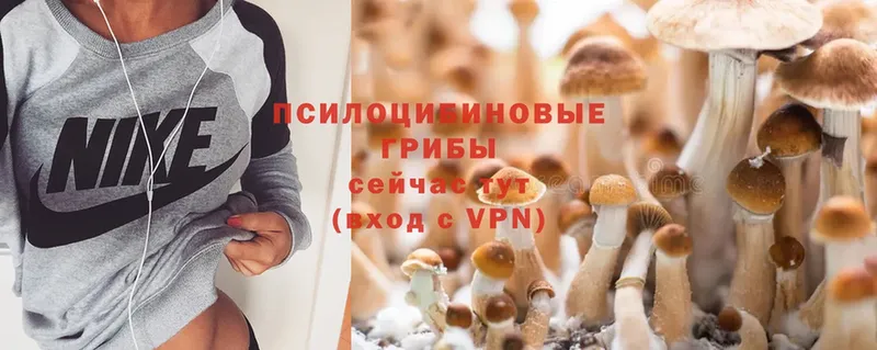 Галлюциногенные грибы Psilocybine cubensis  Валдай 